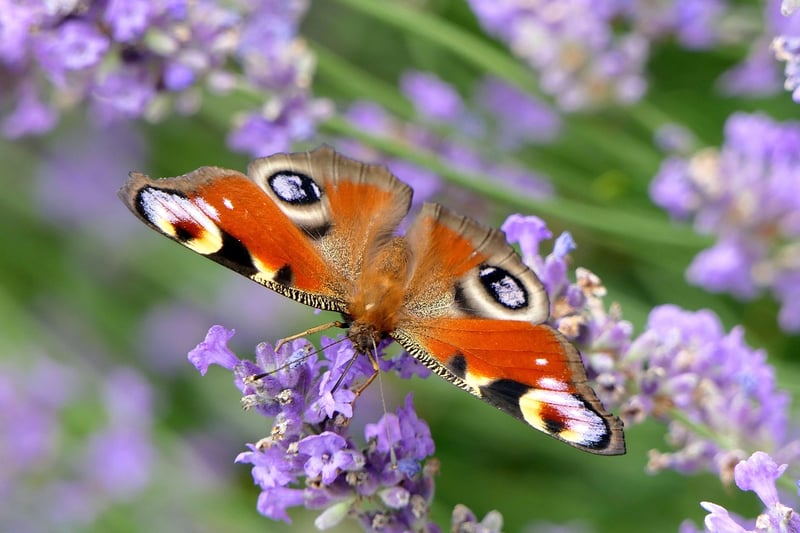 Butterfly on flower